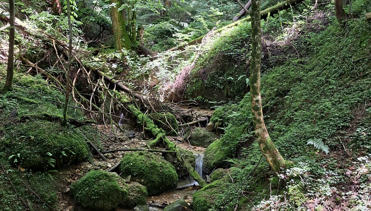 Stille Pfade am Pfänder 4 | © Dav-FN / C. Hatger