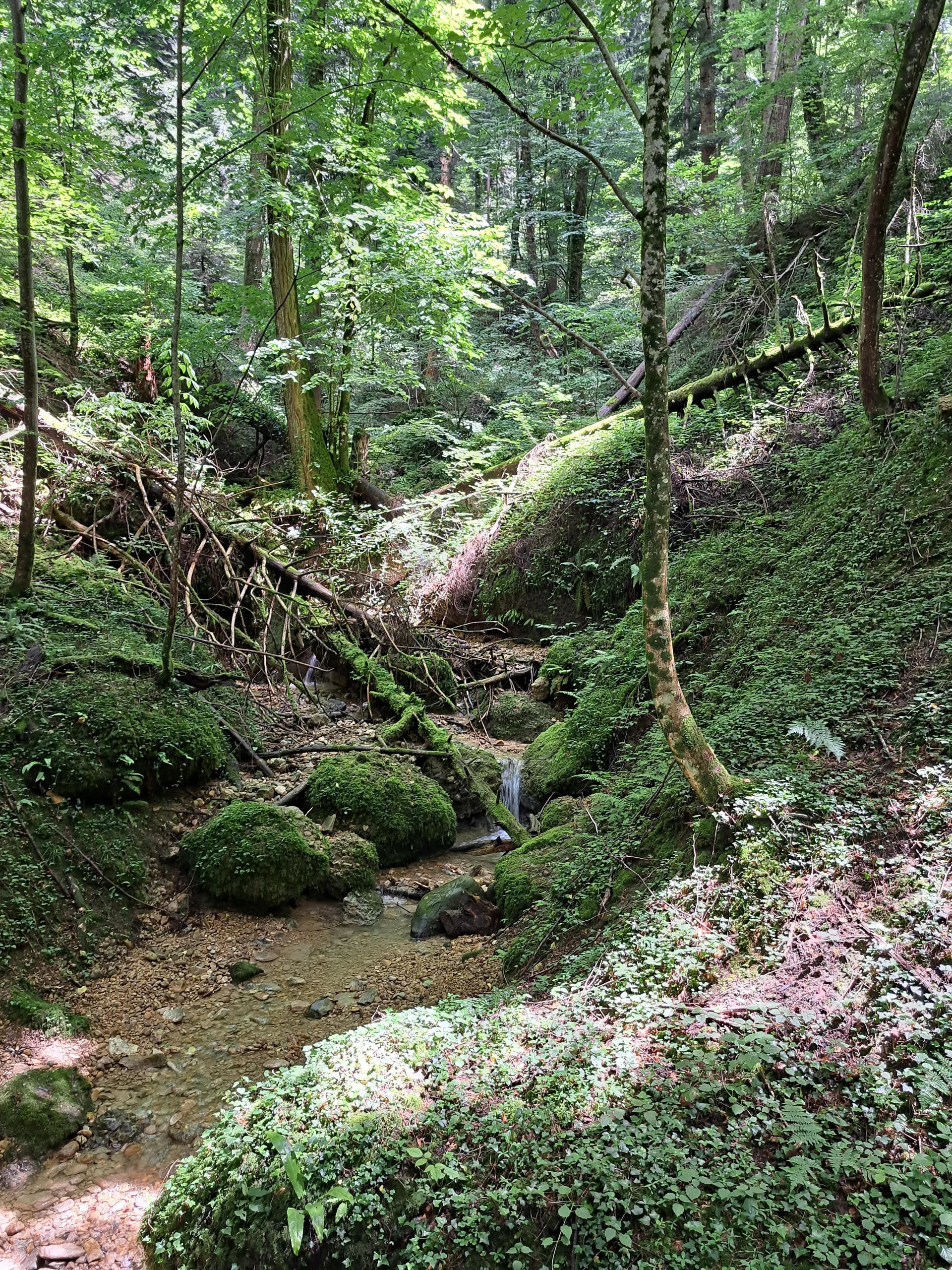 Stille Pfade am Pfänder 4 | © Dav-FN / C. Hatger