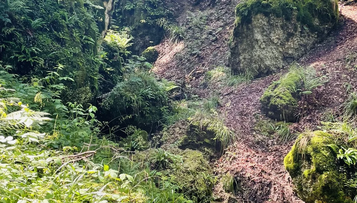 Stille Pfade am Pfänder 5 | © Dav-FN / C. Hatger