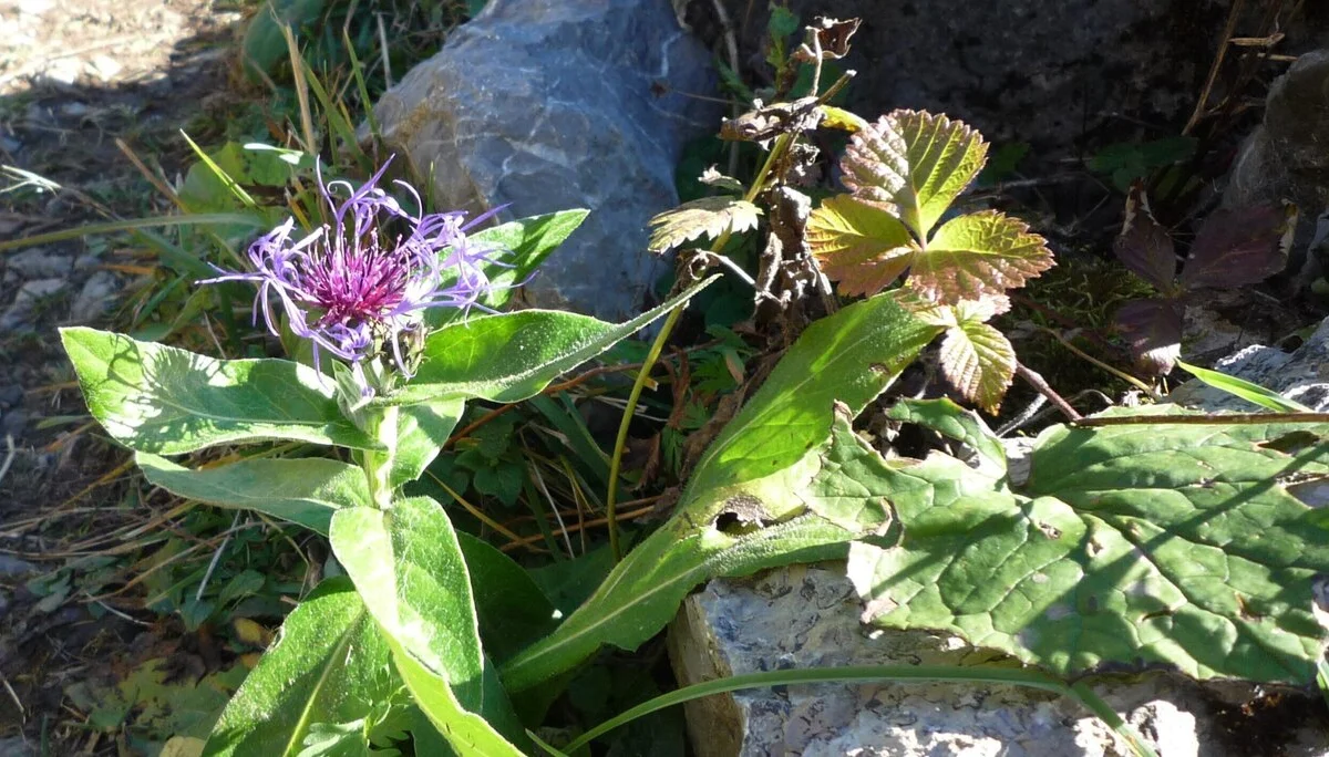 Lila Blüte mit grünen Blättern neben Steinen und Gras im Sonnenlicht. | © DAV-FN / I. Eichenberg