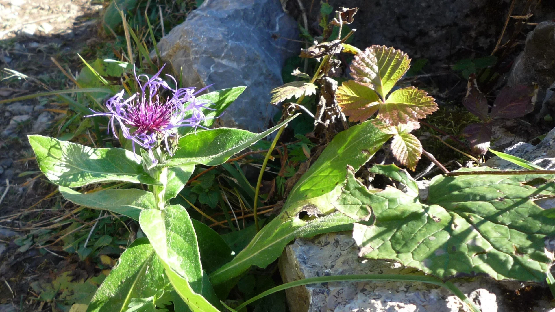Lila Blüte mit grünen Blättern neben Steinen und Gras im Sonnenlicht. | © DAV-FN / I. Eichenberg