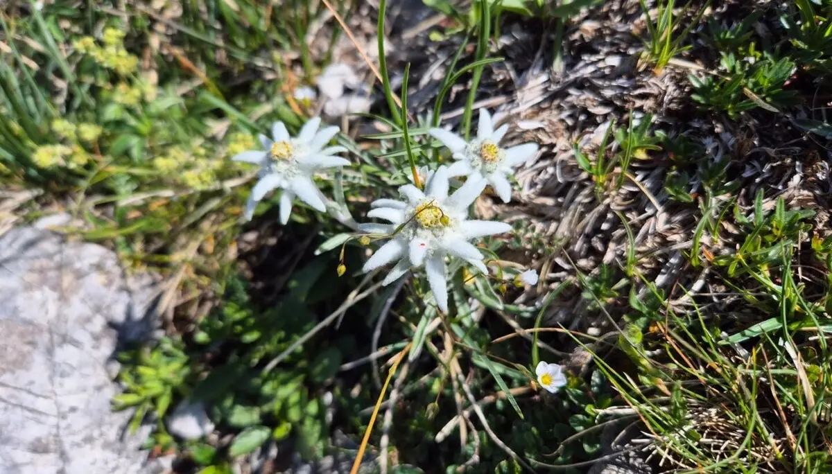 Eine Edelweis-Pflanze am Wegesrand | © DAV-FN / Karin B., Silke S., Robert H.