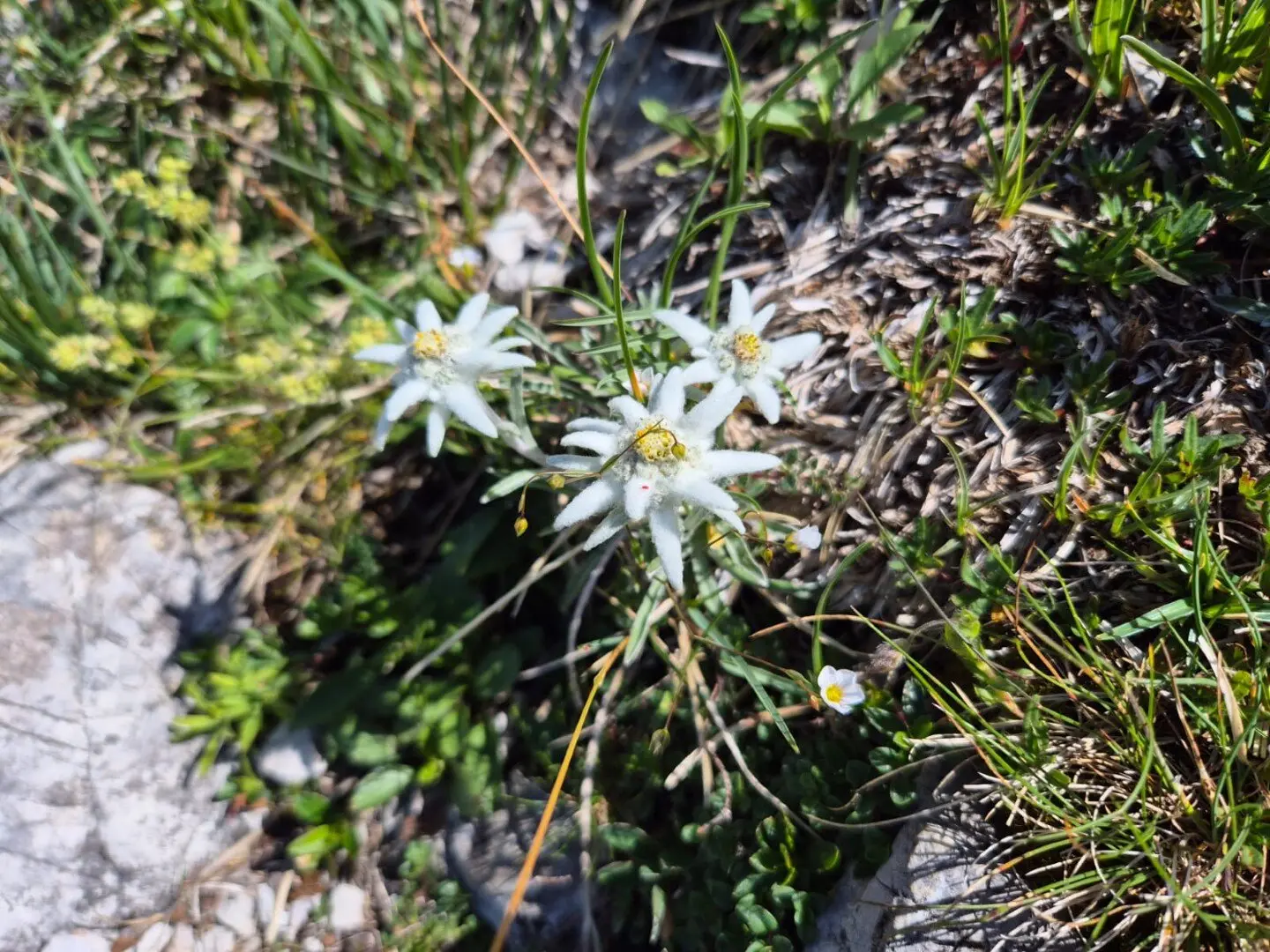 Eine Edelweis-Pflanze am Wegesrand | © DAV-FN / Karin B., Silke S., Robert H.