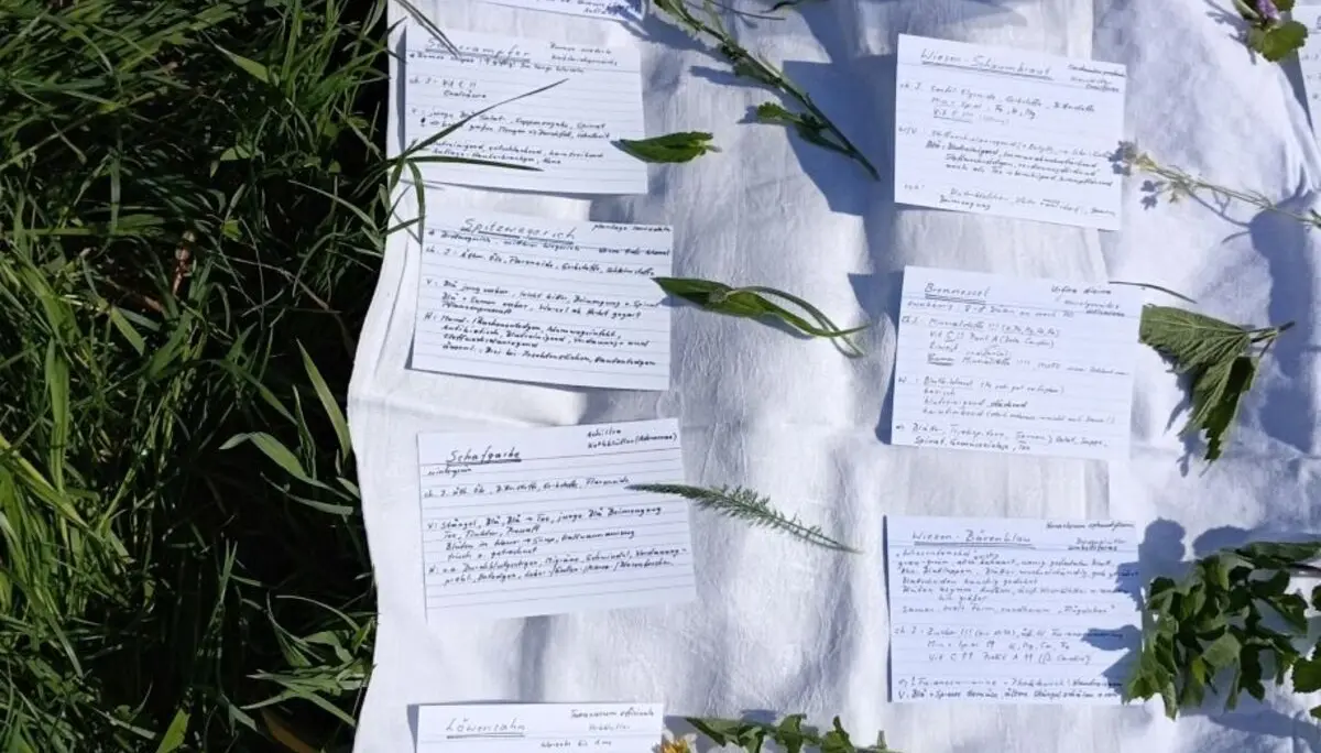 Weiße Stoffunterlage auf Gras mit mehreren handschriftlich beschriebenen Karteikarten und verschiedenen Wildblumen darauf verteilt | © DAV-FN / M. Otten