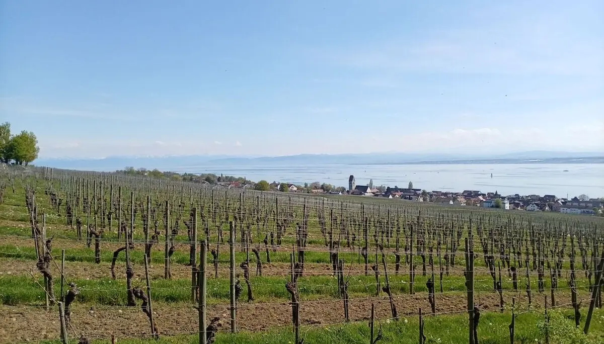 Weinberg mit kahlen Reben vor einem Dorf und dem Bodensee im Hintergrund | © DAV-FN / M. Otten