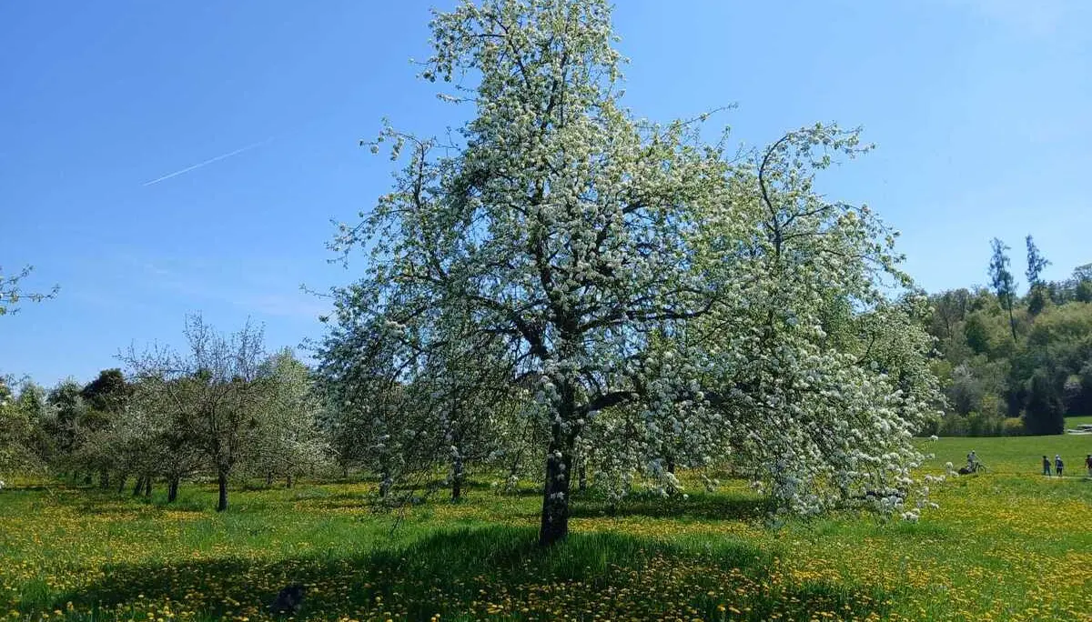 Blühender Apfelbaum auf einer Wiese mit gelben Löwenzahn unter blauem Himmel | © DAV-FN / A. Welte