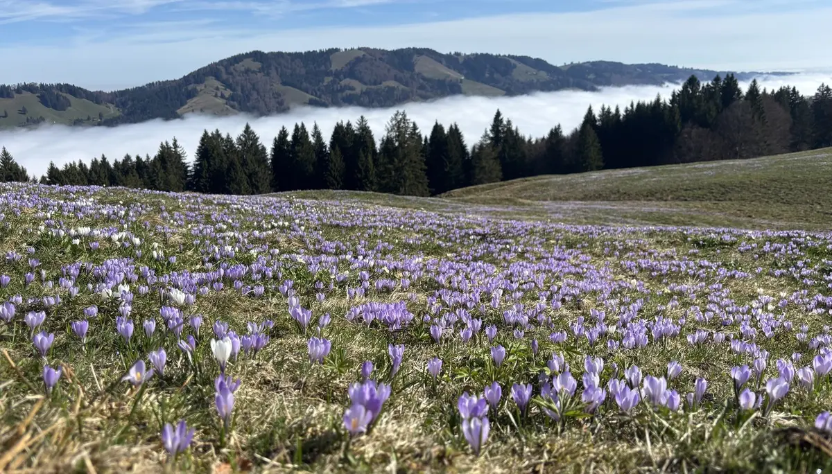 Blühende Krokuswiese vor bewaldeten Hügeln und Nebel in einem Tal | © DAV-FN / A. Schech