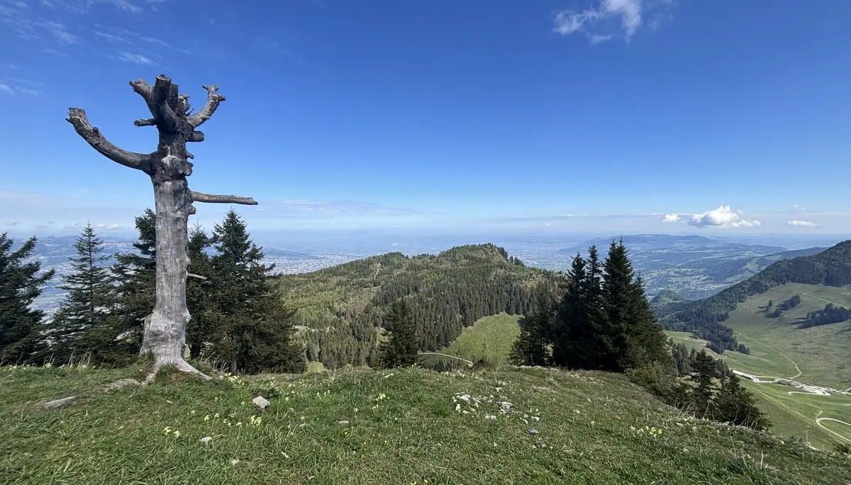 Berglandschaft mit grünem Gras, Nadelbäumen und einem abgestorbenen Baumstamm unter blauem Himmel | © DAV-FN / A, Schech