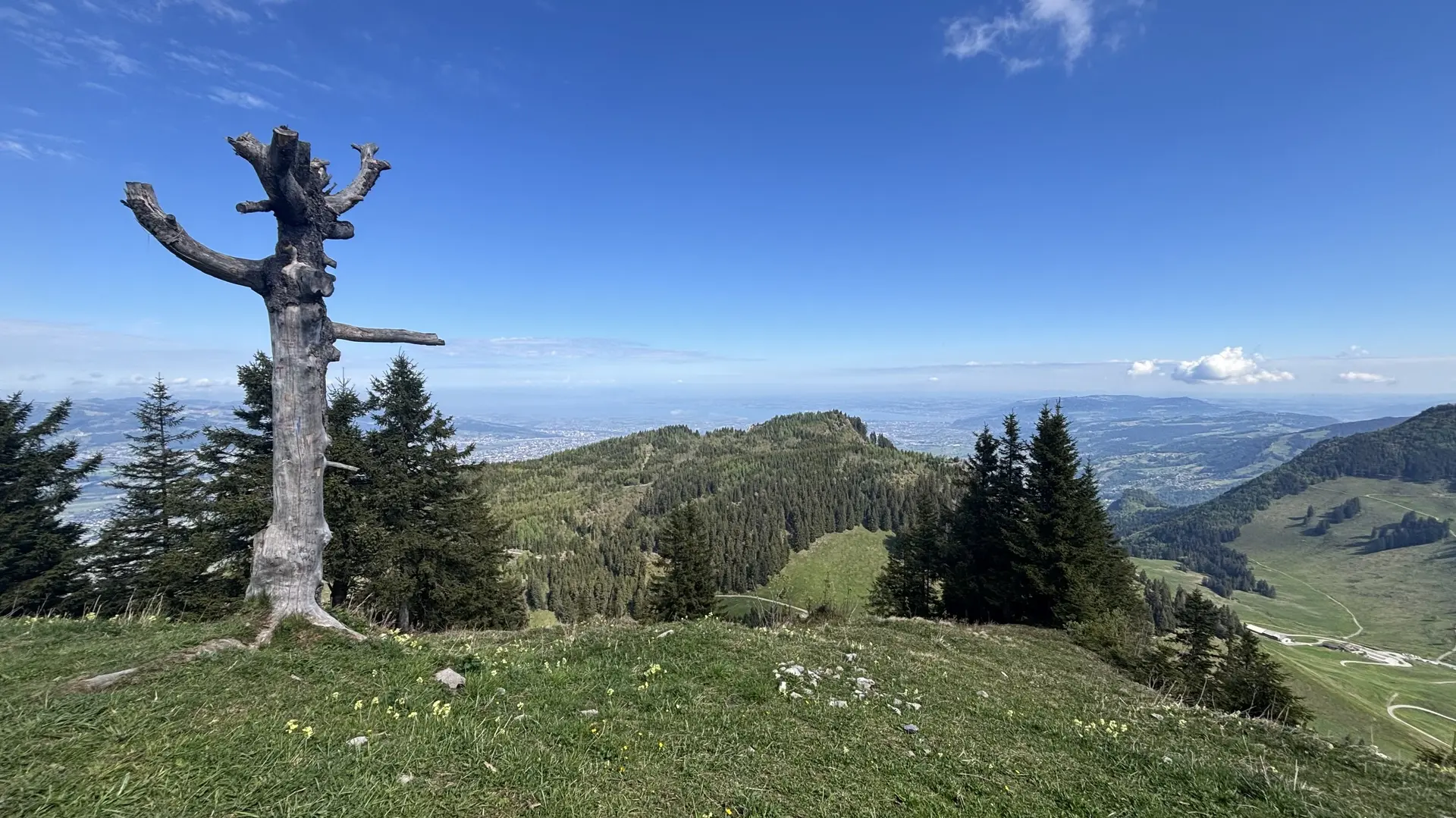 Berglandschaft mit grünem Gras, Nadelbäumen und einem abgestorbenen Baumstamm unter blauem Himmel | © DAV-FN / A, Schech