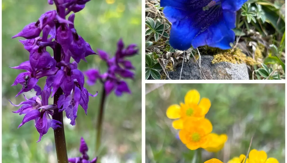Nahaufnahme einer lila Orchideenblüte, einer blauen Glockenblume und einer Gruppe gelber Butterblumen auf Wiesenboden | © DAV-FN / A, Schech