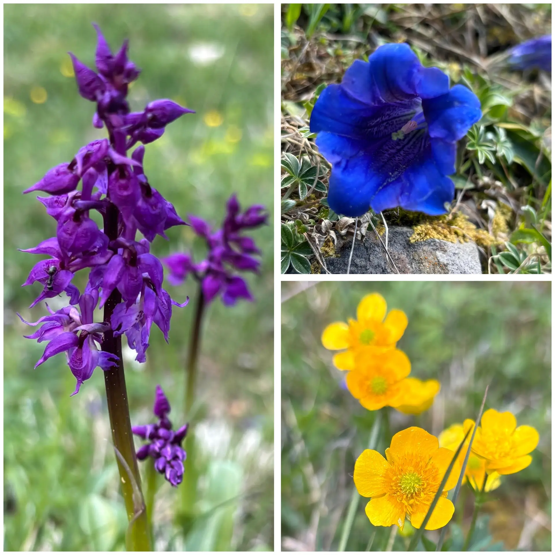 Nahaufnahme einer lila Orchideenblüte, einer blauen Glockenblume und einer Gruppe gelber Butterblumen auf Wiesenboden | © DAV-FN / A, Schech