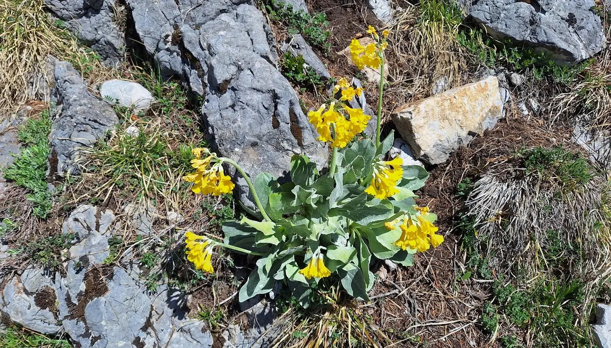 Gelbe Blütenpflanze mit grünen Blättern wächst zwischen grauen Felsen und trockenem Gras | © DAV-FN / R. Huber