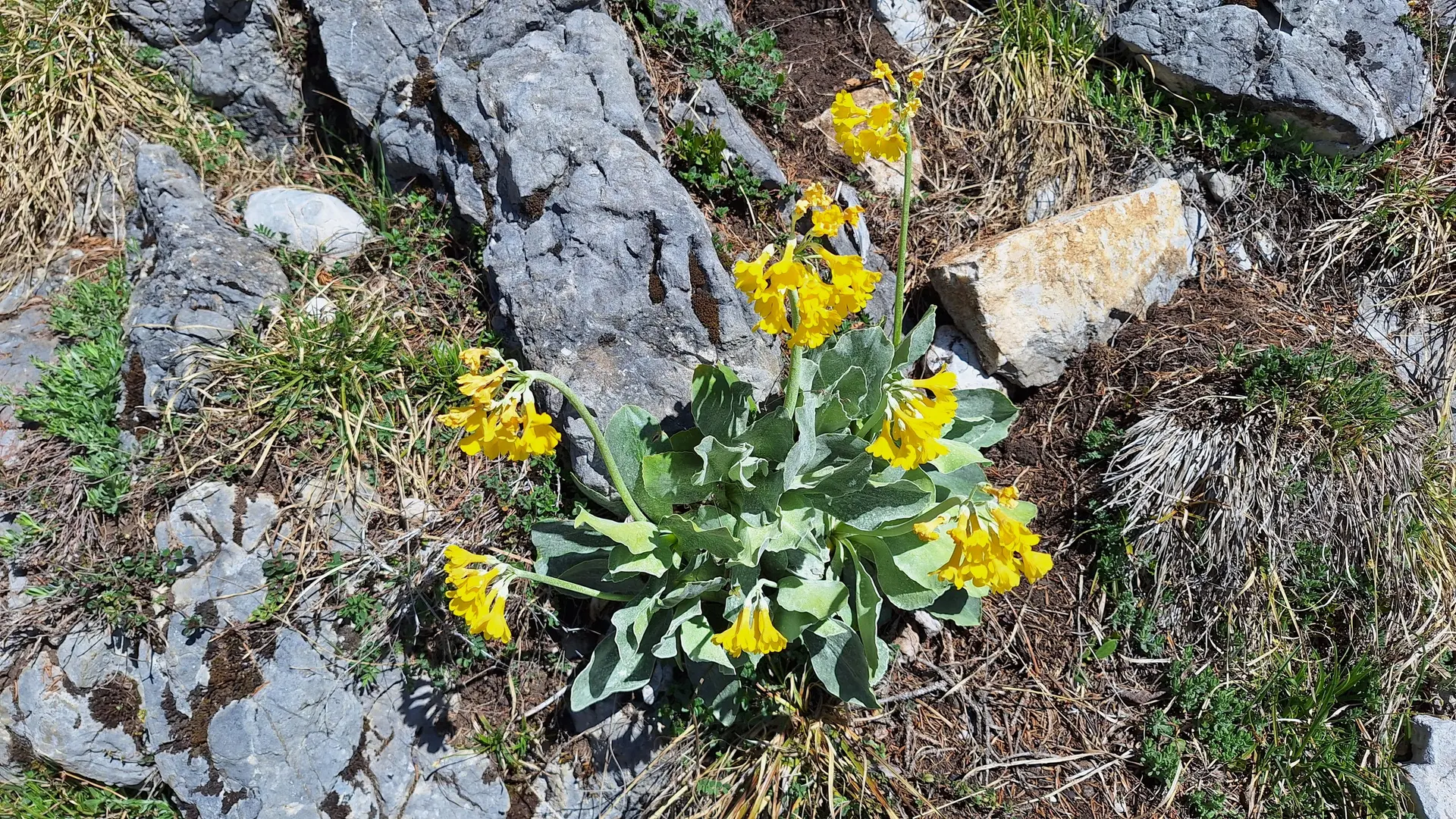 Gelbe Blütenpflanze mit grünen Blättern wächst zwischen grauen Felsen und trockenem Gras | © DAV-FN / R. Huber