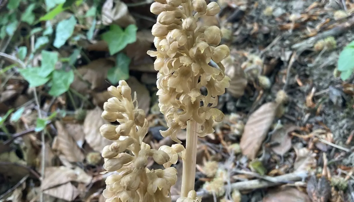 Zwei beige blühende Pflanzenstängel mit kleinen Blüten in einem Laubwald auf Boden mit trockenen Blättern | © DAV-FN / K. Seuster