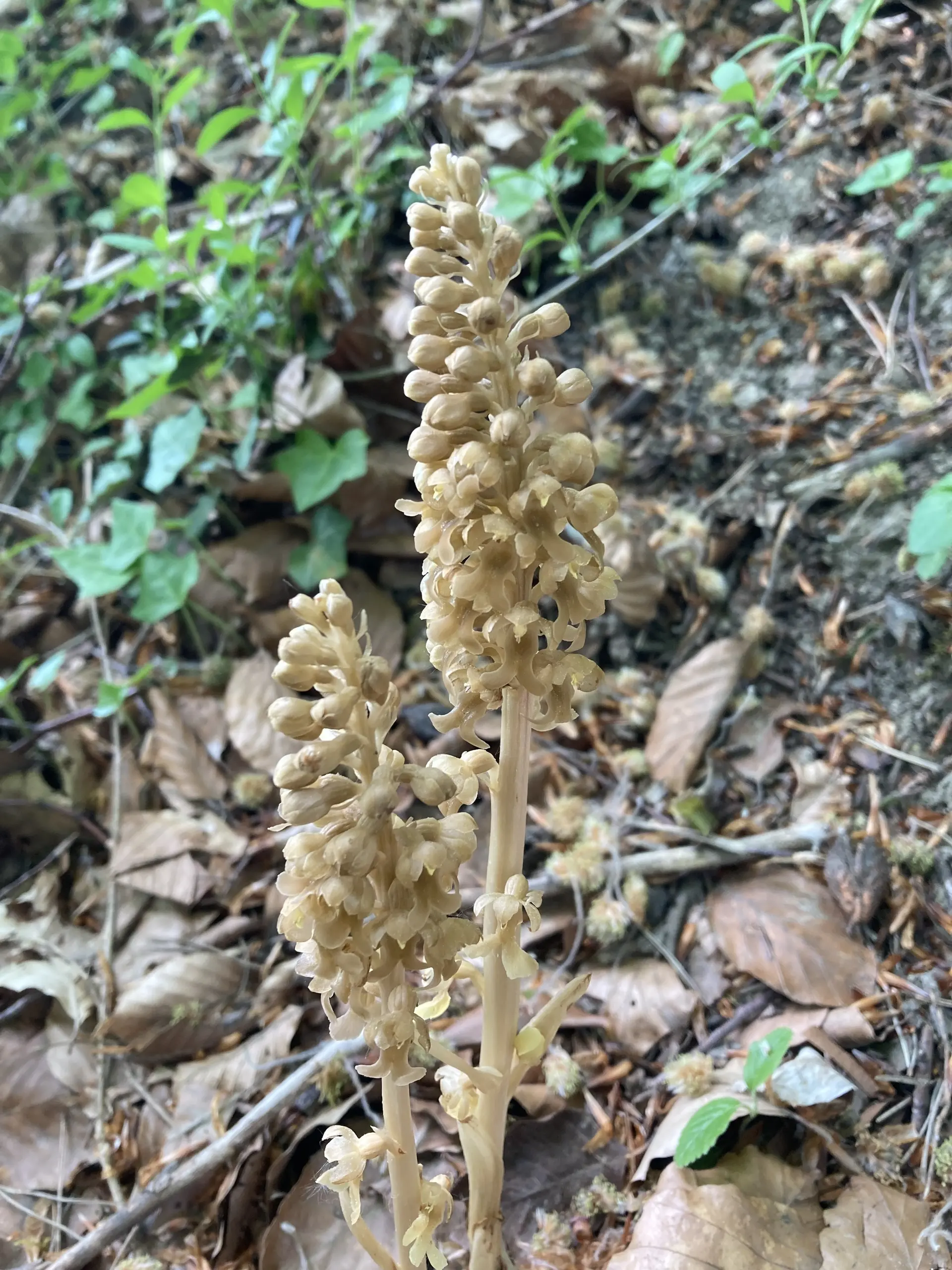 Zwei beige blühende Pflanzenstängel mit kleinen Blüten in einem Laubwald auf Boden mit trockenen Blättern | © DAV-FN / K. Seuster