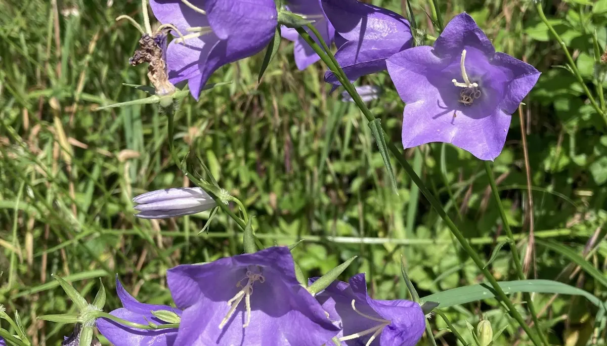 Gruppe von glockenförmigen, violetten Blüten an einem Stängel vor grünem Gras | © DAV-FN / K. Seuster