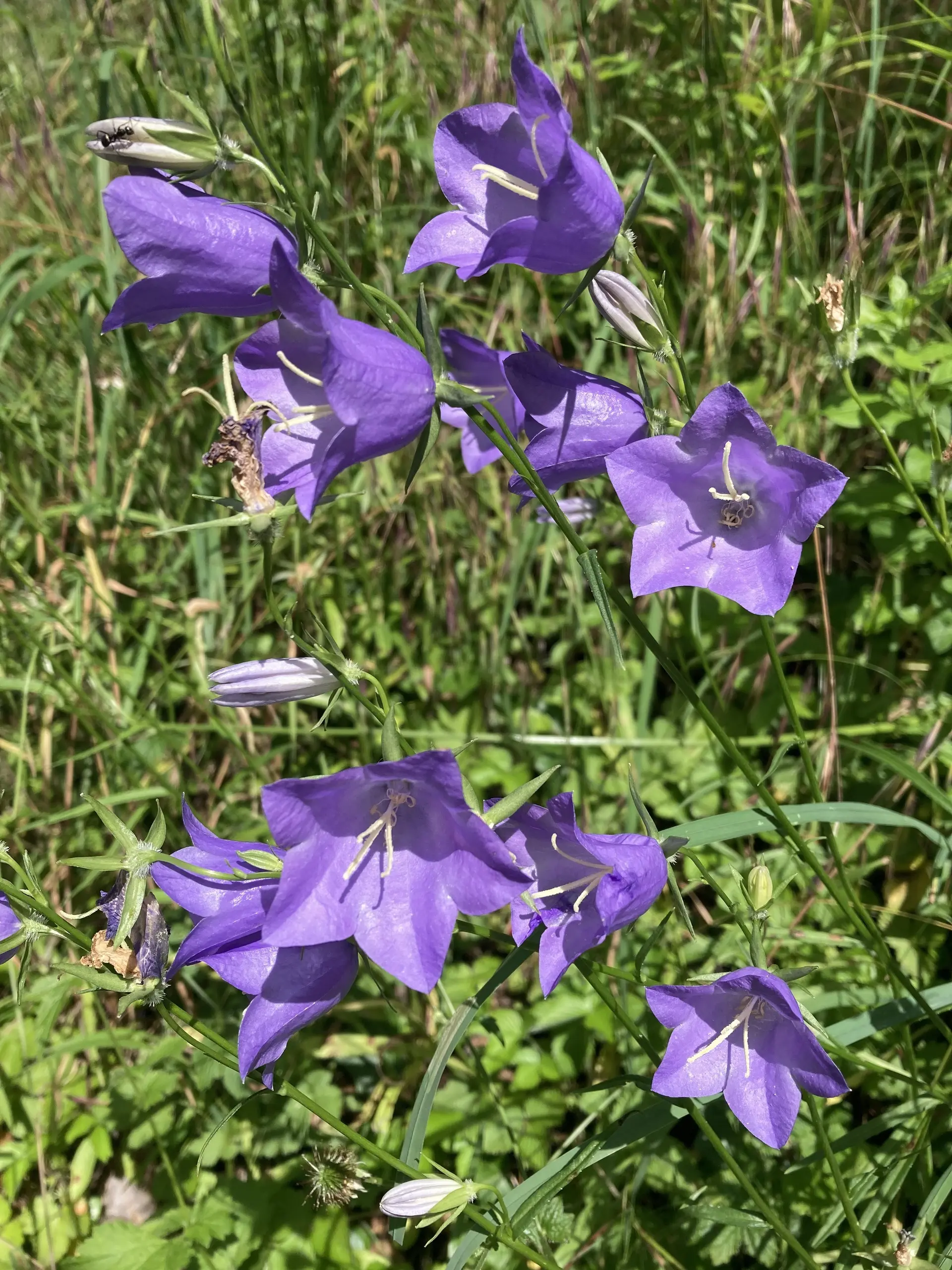 Gruppe von glockenförmigen, violetten Blüten an einem Stängel vor grünem Gras | © DAV-FN / K. Seuster