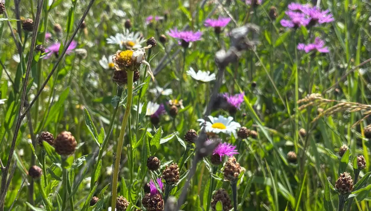 Wiese mit verschiedenen Wildblumen und Gräsern unter blauem Himmel | © DAV-FN / A. Schech