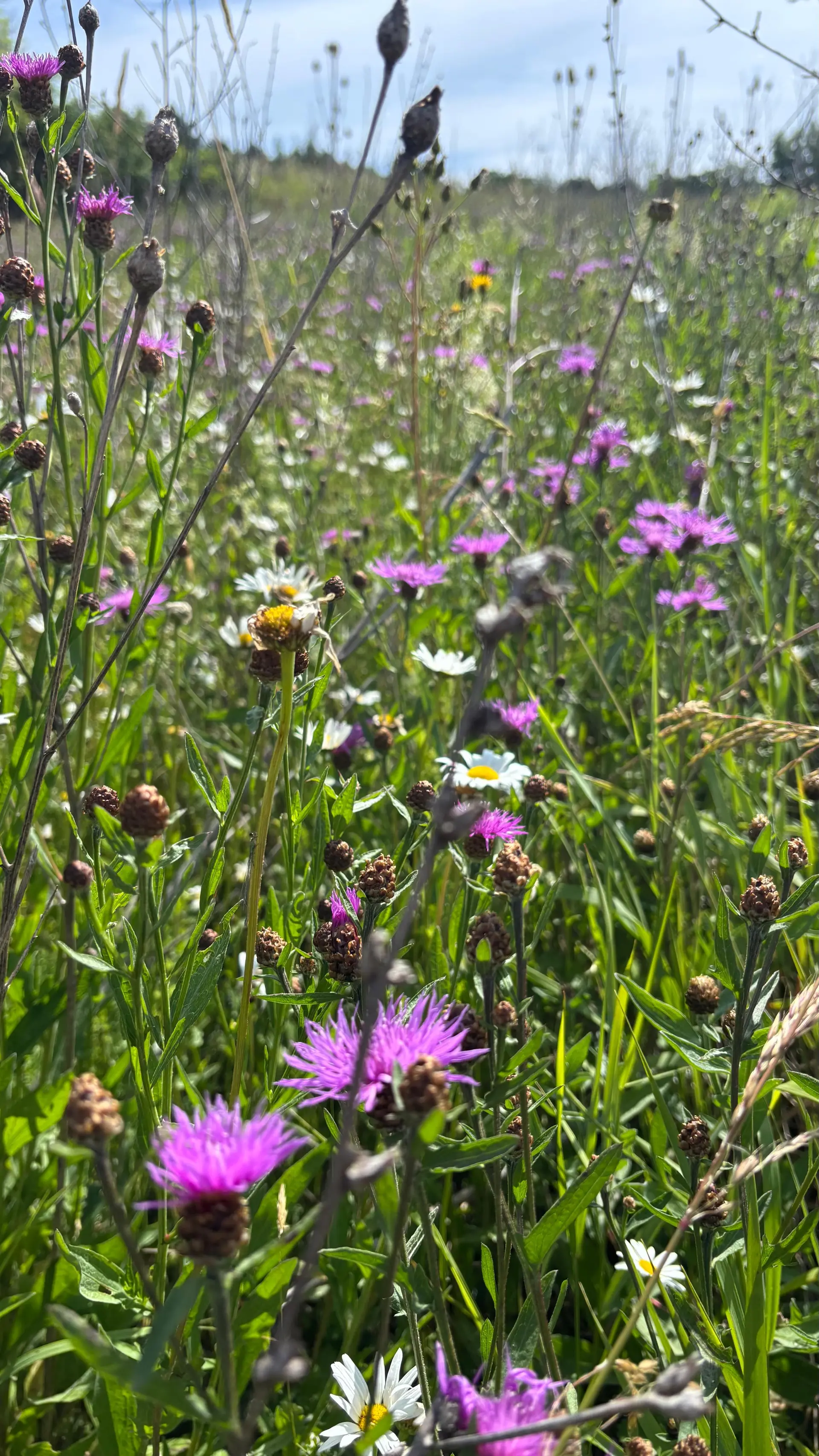 Wiese mit verschiedenen Wildblumen und Gräsern unter blauem Himmel | © DAV-FN / A. Schech