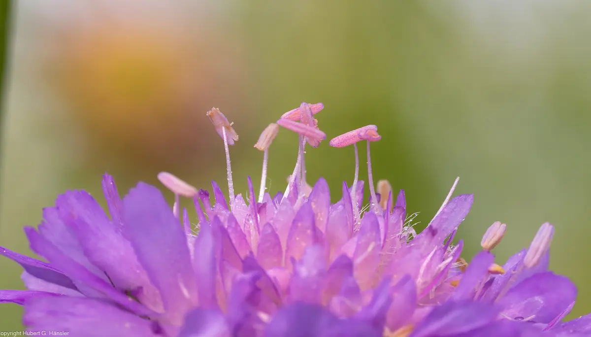 Nahaufnahme einer lila Blüte mit sichtbaren Staubgefäßen und Pollen | © DAV-FN / H. Hänsler