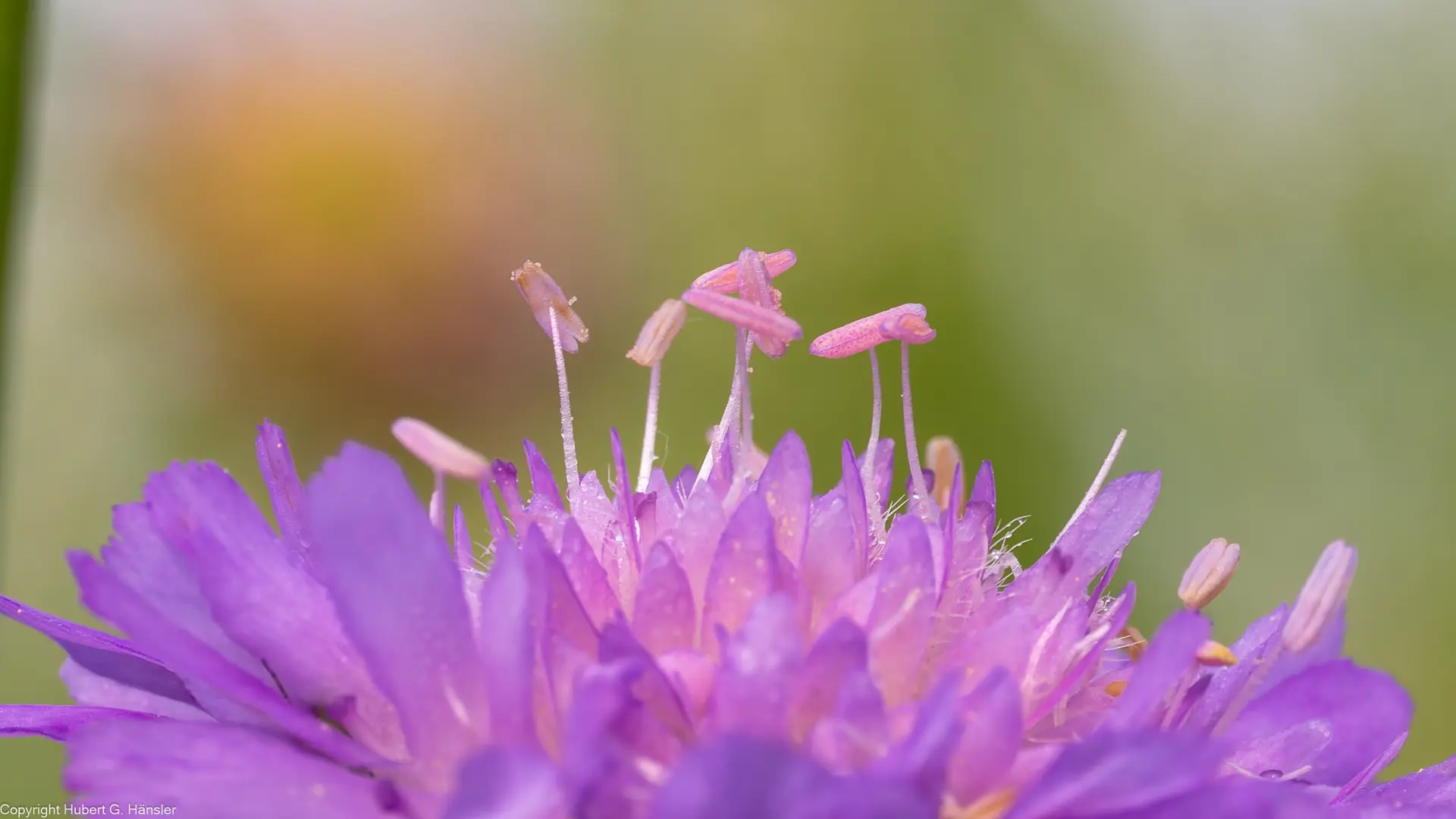 Nahaufnahme einer lila Blüte mit sichtbaren Staubgefäßen und Pollen | © DAV-FN / H. Hänsler