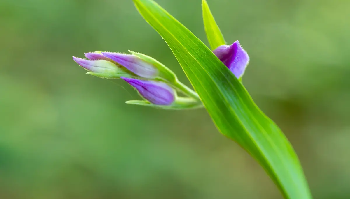Nahaufnahme einer Pflanze mit zwei kleinen lila Blütenknospen und länglichem Blatt vor unscharf grünem Hintergrund | © DAV-FN / H. Hänsler