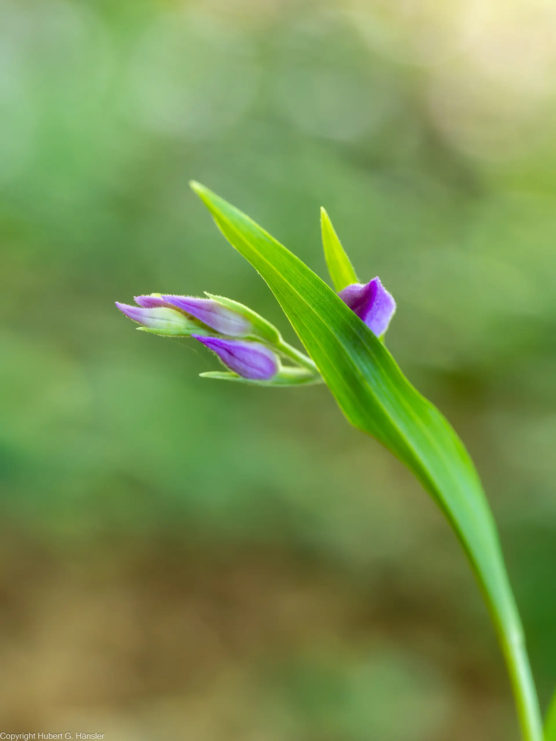 Nahaufnahme einer Pflanze mit zwei kleinen lila Blütenknospen und länglichem Blatt vor unscharf grünem Hintergrund | © DAV-FN / H. Hänsler