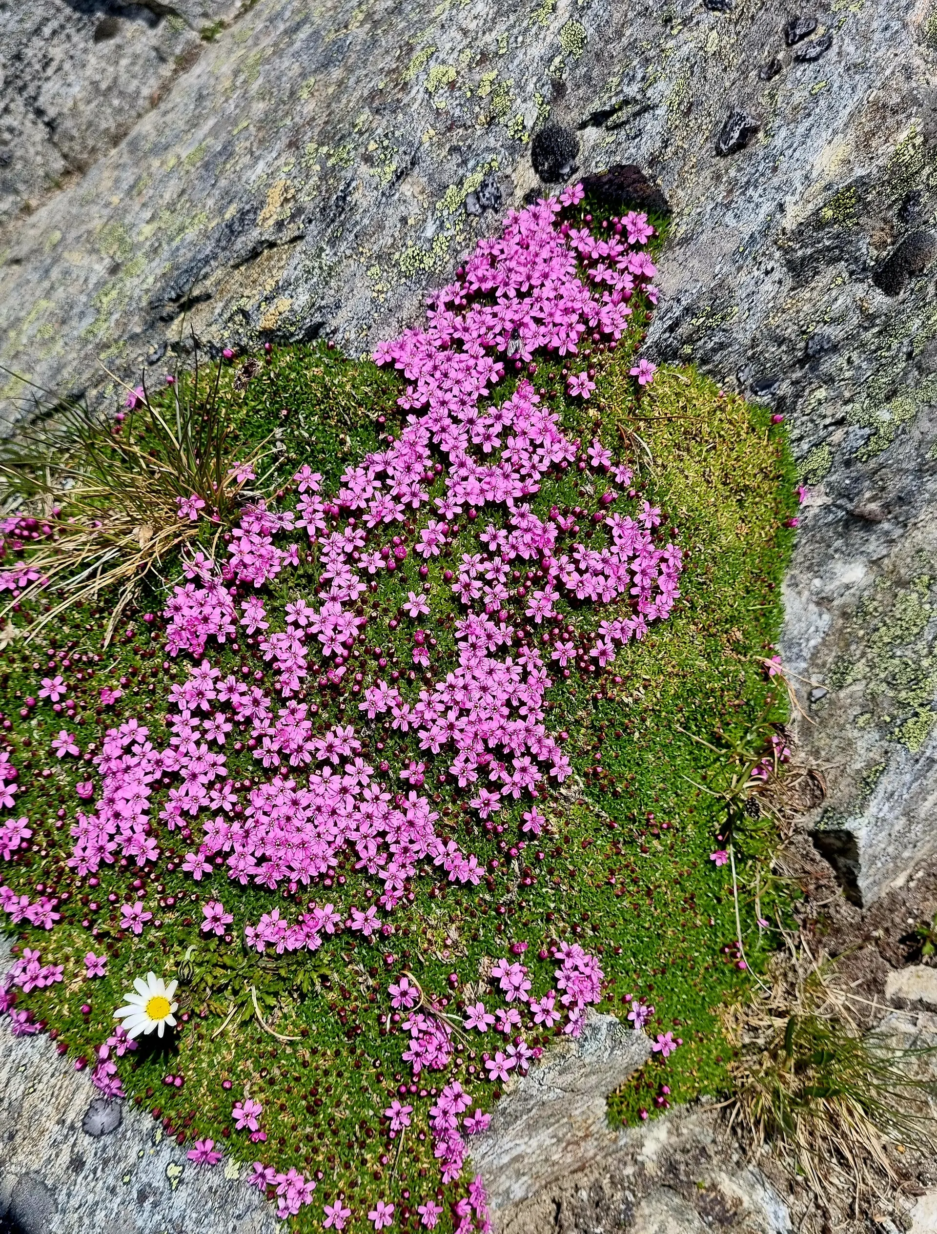 1. Arbeitseinsatz Häfler Hütte 2026 Bild 16 | © DAV-FN / R. Klees
