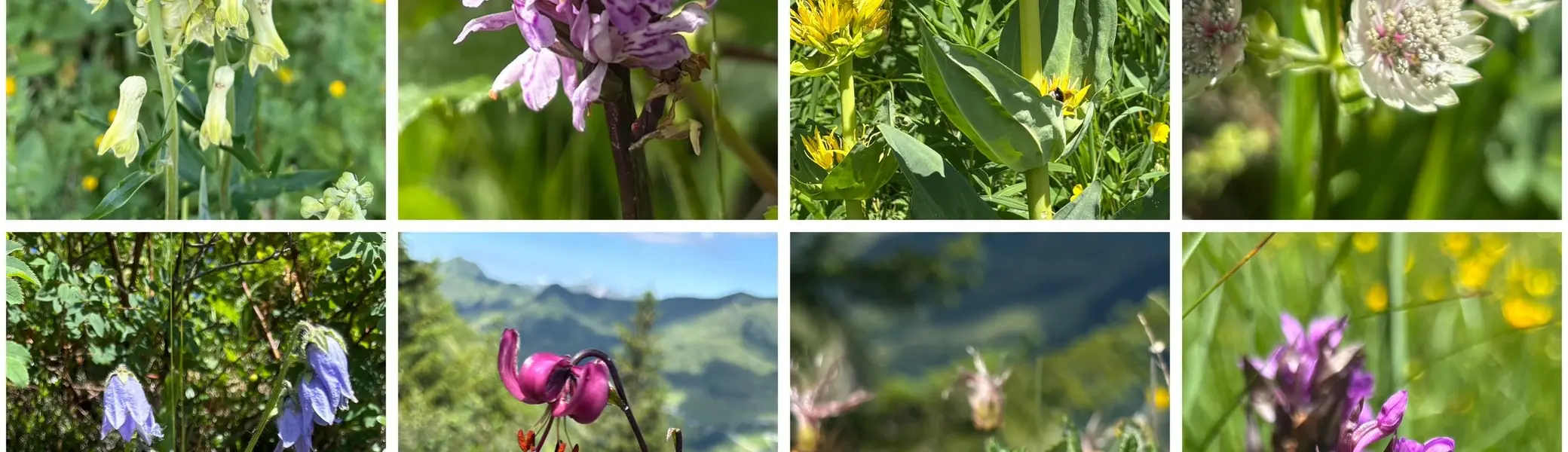 Acht Nahaufnahmen verschiedener Alpenblumen in natürlicher Umgebung mit grünen Blättern und Berglandschaft im Hintergrund | © DAV - FN / A. Schech