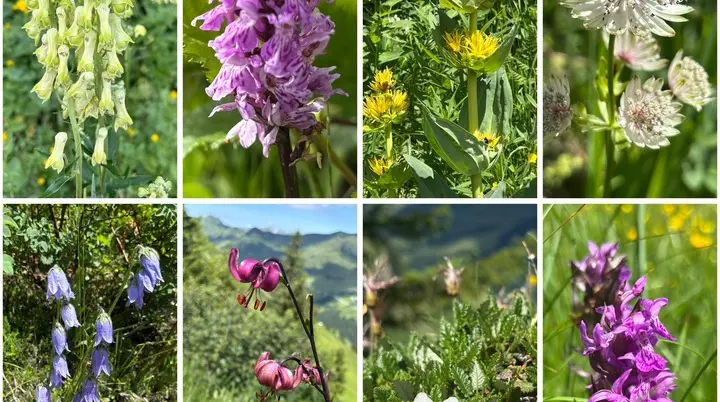 Acht Nahaufnahmen verschiedener Alpenblumen in natürlicher Umgebung mit grünen Blättern und Berglandschaft im Hintergrund | © DAV - FN / A. Schech