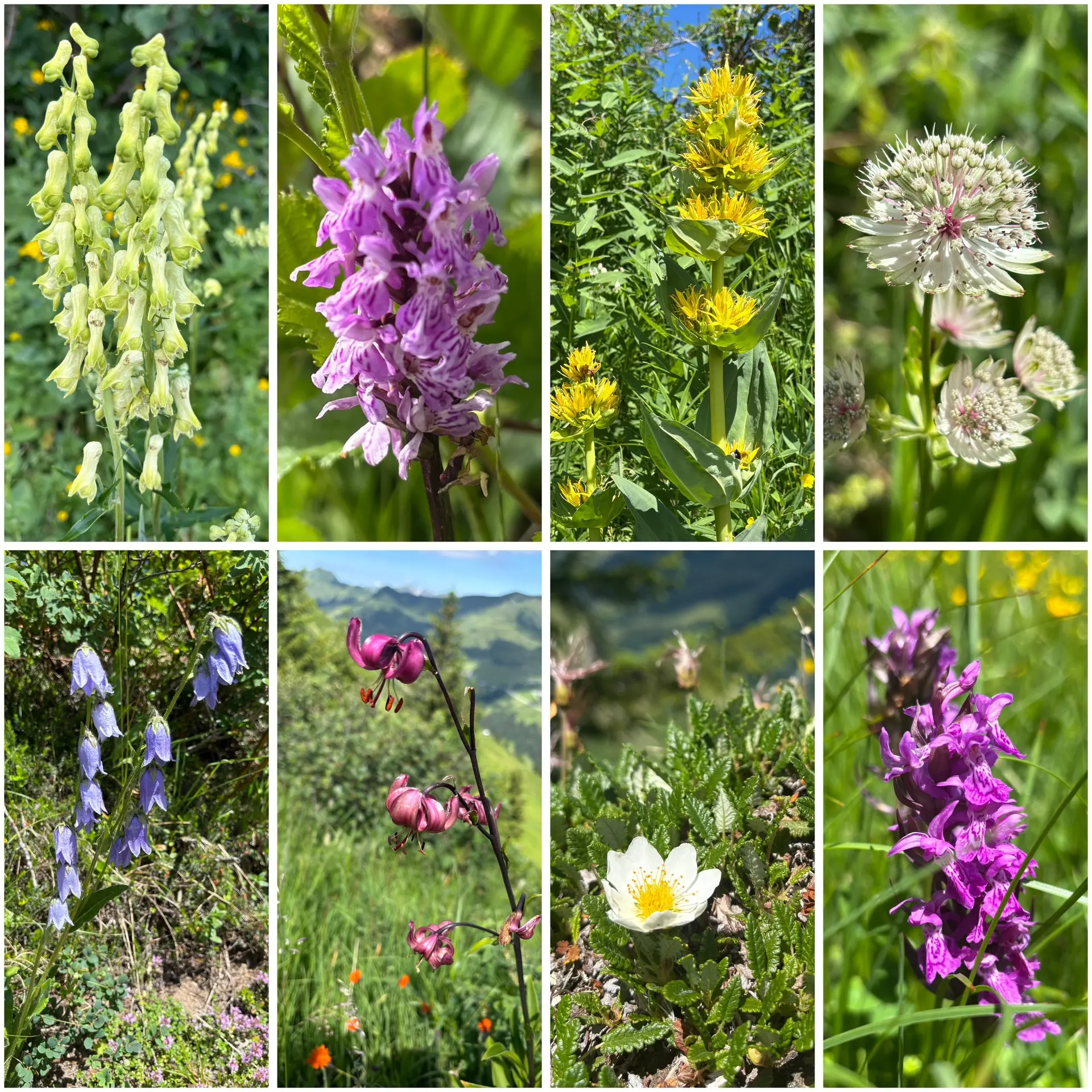Acht Nahaufnahmen verschiedener Alpenblumen in natürlicher Umgebung mit grünen Blättern und Berglandschaft im Hintergrund | © DAV - FN / A. Schech