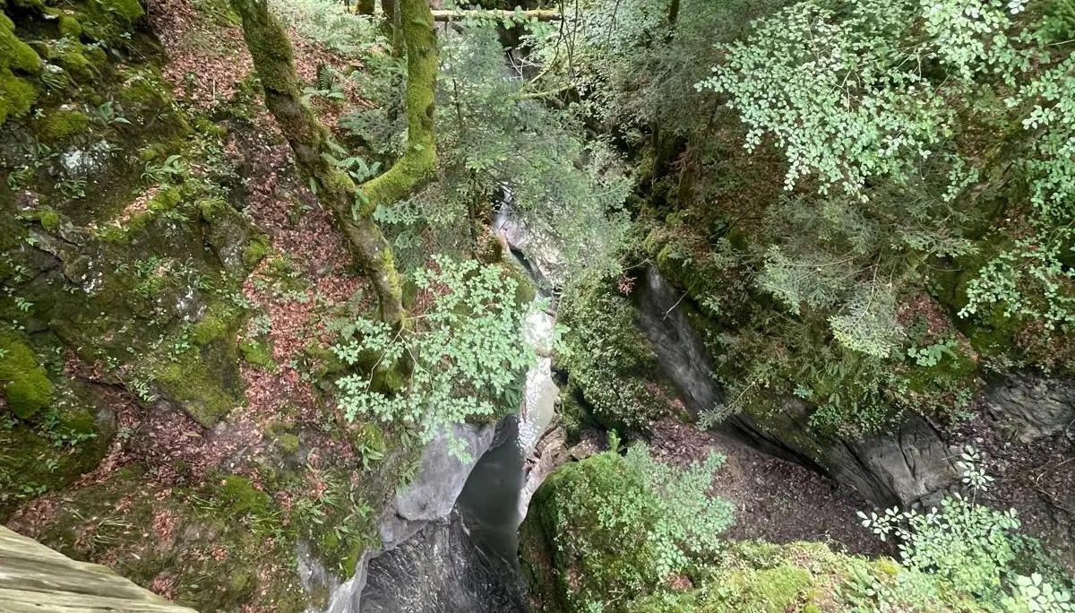 Blick von einer Holzbrücke auf eine bewachsene Schlucht mit Felsen und Bäumen | © DAV - FN / K. Seuster