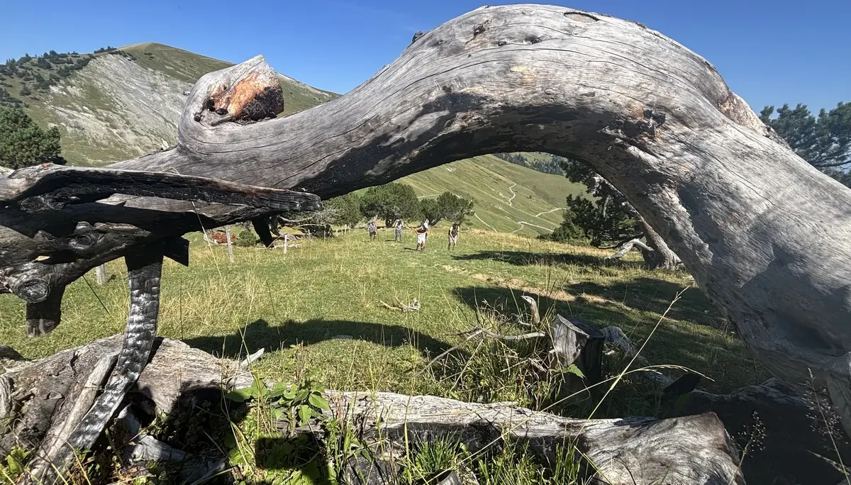 Verwachsener, knorriger Baumstamm auf einer grünen Bergwiese mit mehreren Wanderern im Hintergrund | © DAV - FN / A. Schech