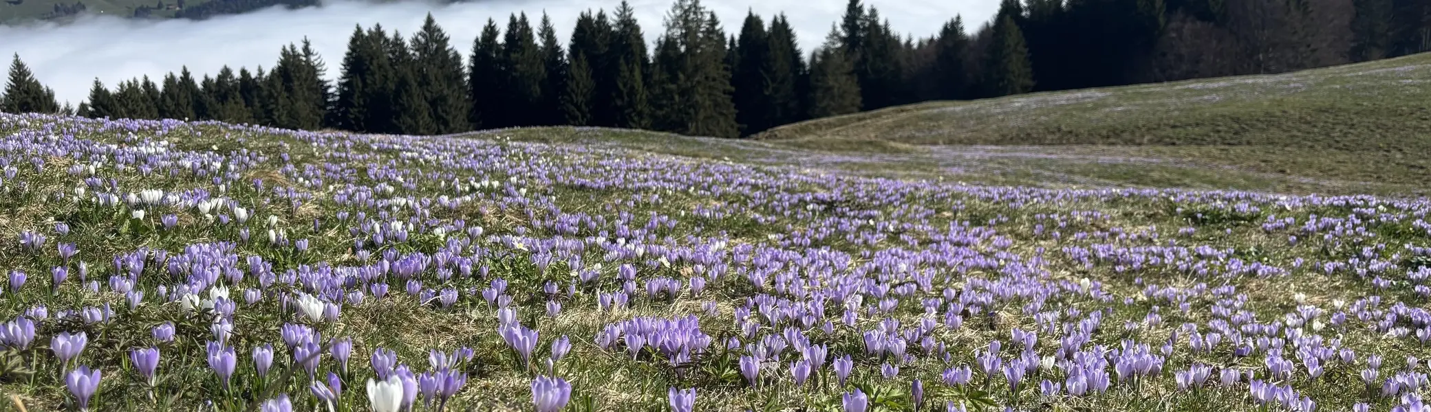 Blühende Krokuswiese vor bewaldeten Hügeln und Nebel in einem Tal | © DAV-FN / A. Schech