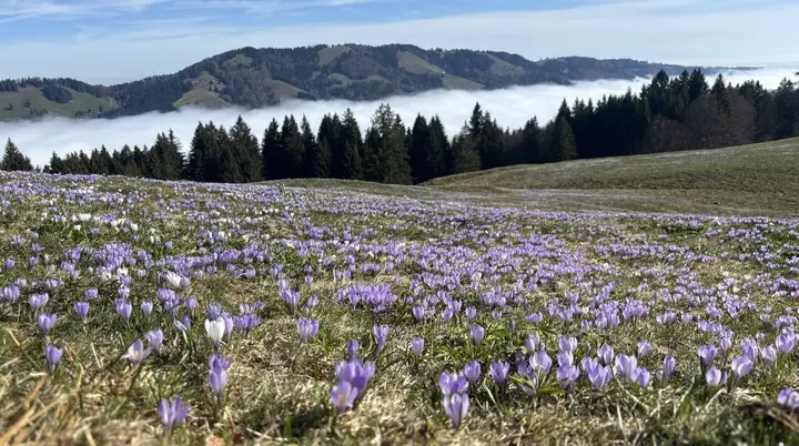 Blühende Krokuswiese vor bewaldeten Hügeln und Nebel in einem Tal | © DAV-FN / A. Schech