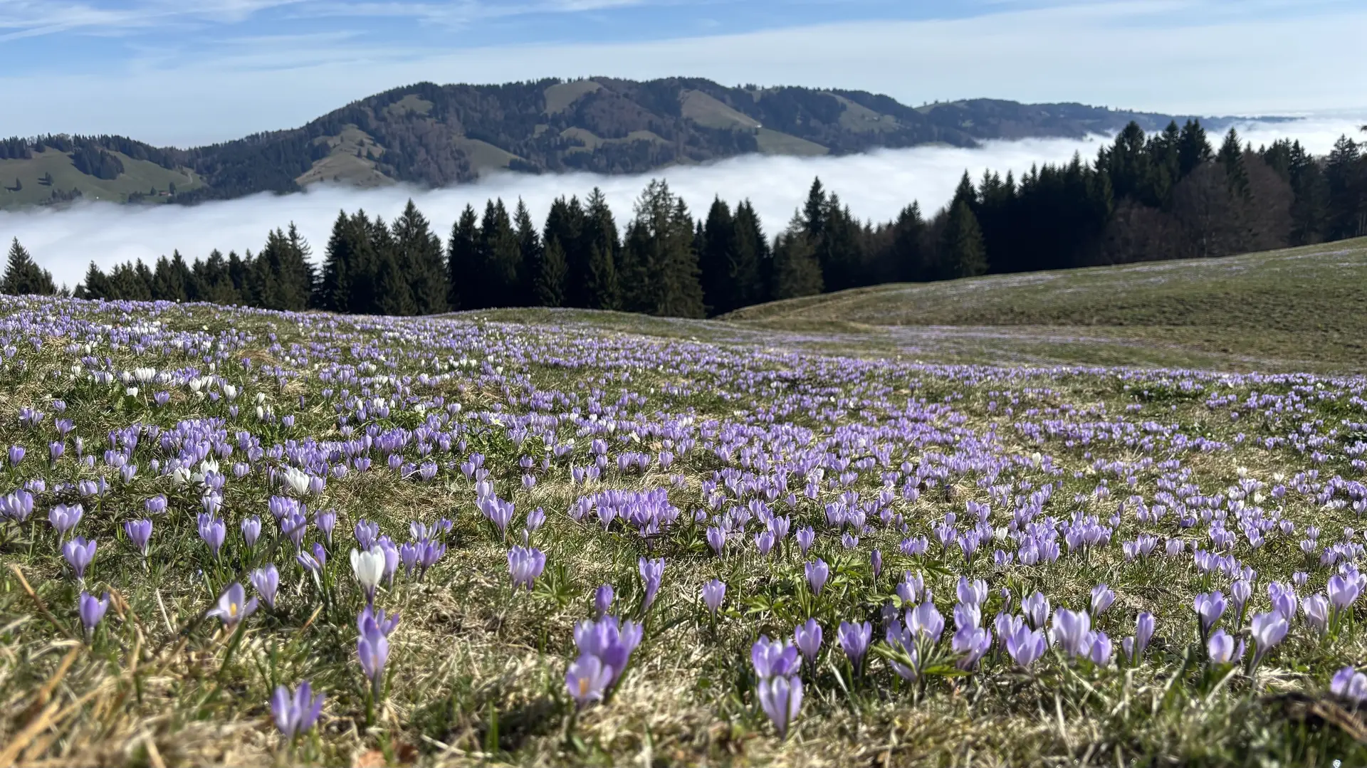 Blühende Krokuswiese vor bewaldeten Hügeln und Nebel in einem Tal | © DAV-FN / A. Schech