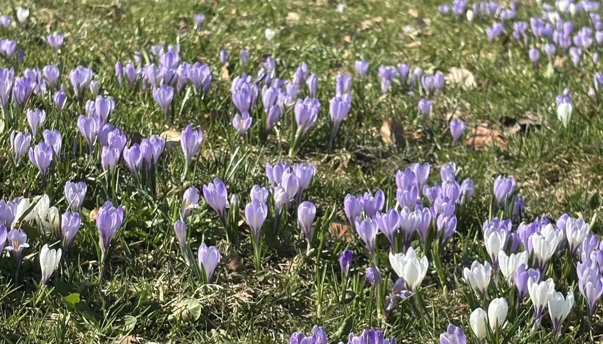 Wiese mit lila und weißen Krokussen vor kahlen Bäumen und Bergen im Hintergrund | © DAV-FN / A. Schech