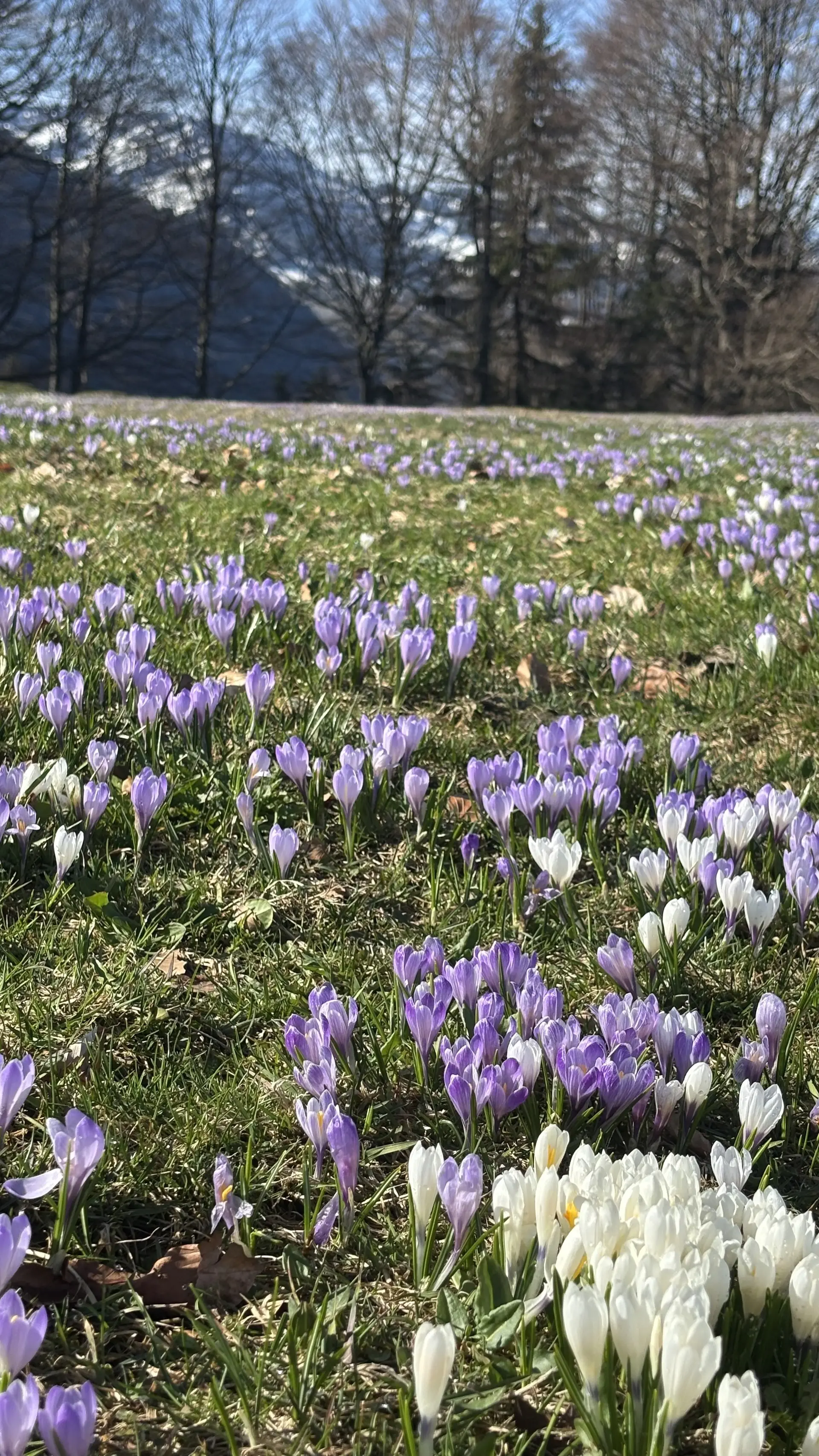 Wiese mit lila und weißen Krokussen vor kahlen Bäumen und Bergen im Hintergrund | © DAV-FN / A. Schech
