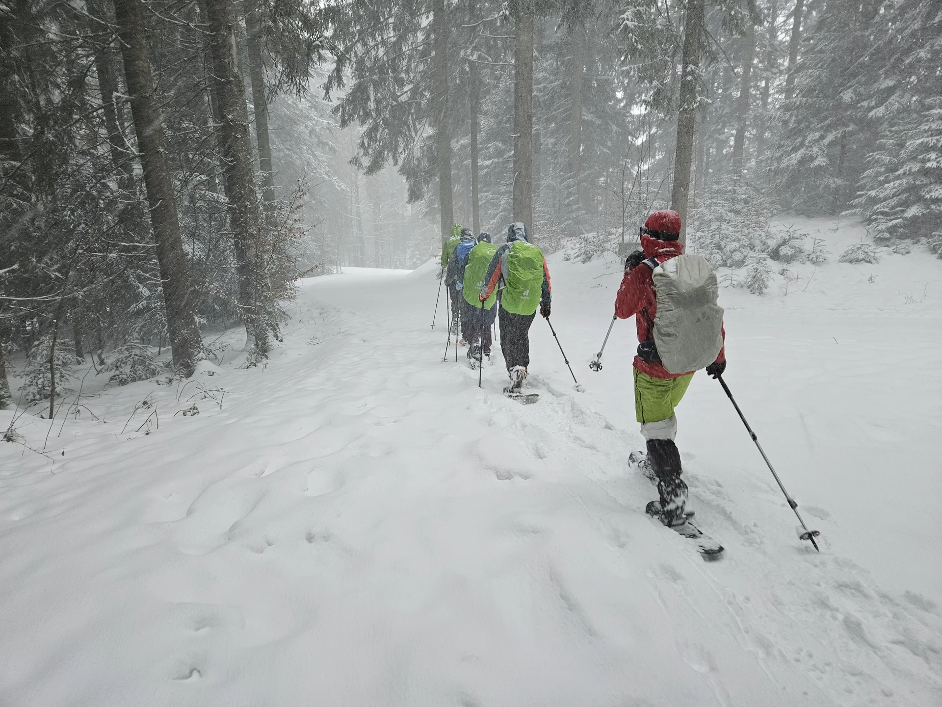 Gruppe von Schneeschuhgehern mit Rucksäcken und Skistöcken wandert durch verschneiten Wald | © DAV-FN / A. Schababerle