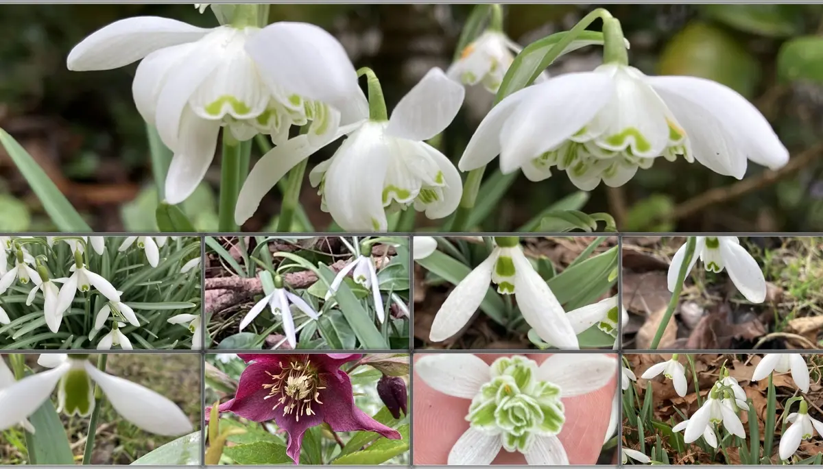 Eine Kollage mit 9 Schneeglöckchenbildern | © DAV-FN / H. Hänsler