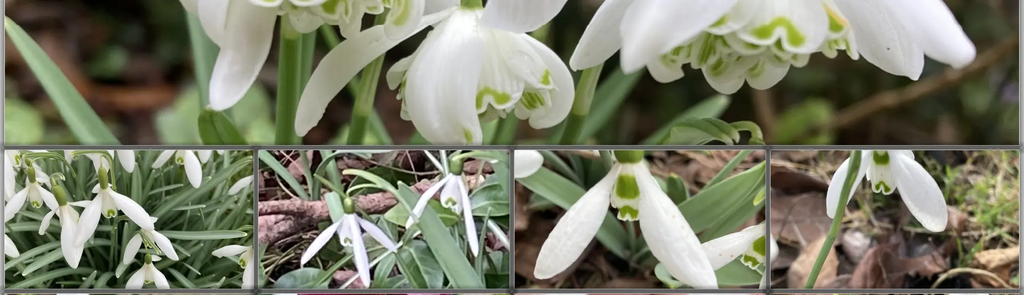 Eine Kollage mit 9 Schneeglöckchenbildern | © DAV-FN / H. Hänsler