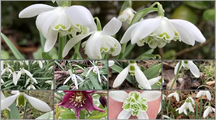 Eine Kollage mit 9 Schneeglöckchenbildern | © DAV-FN / H. Hänsler