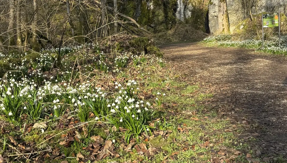 Waldweg mit blühenden Schneeglöckchen und kahlen Bäumen neben einer Felswand | © DAV-FN / A. Schech