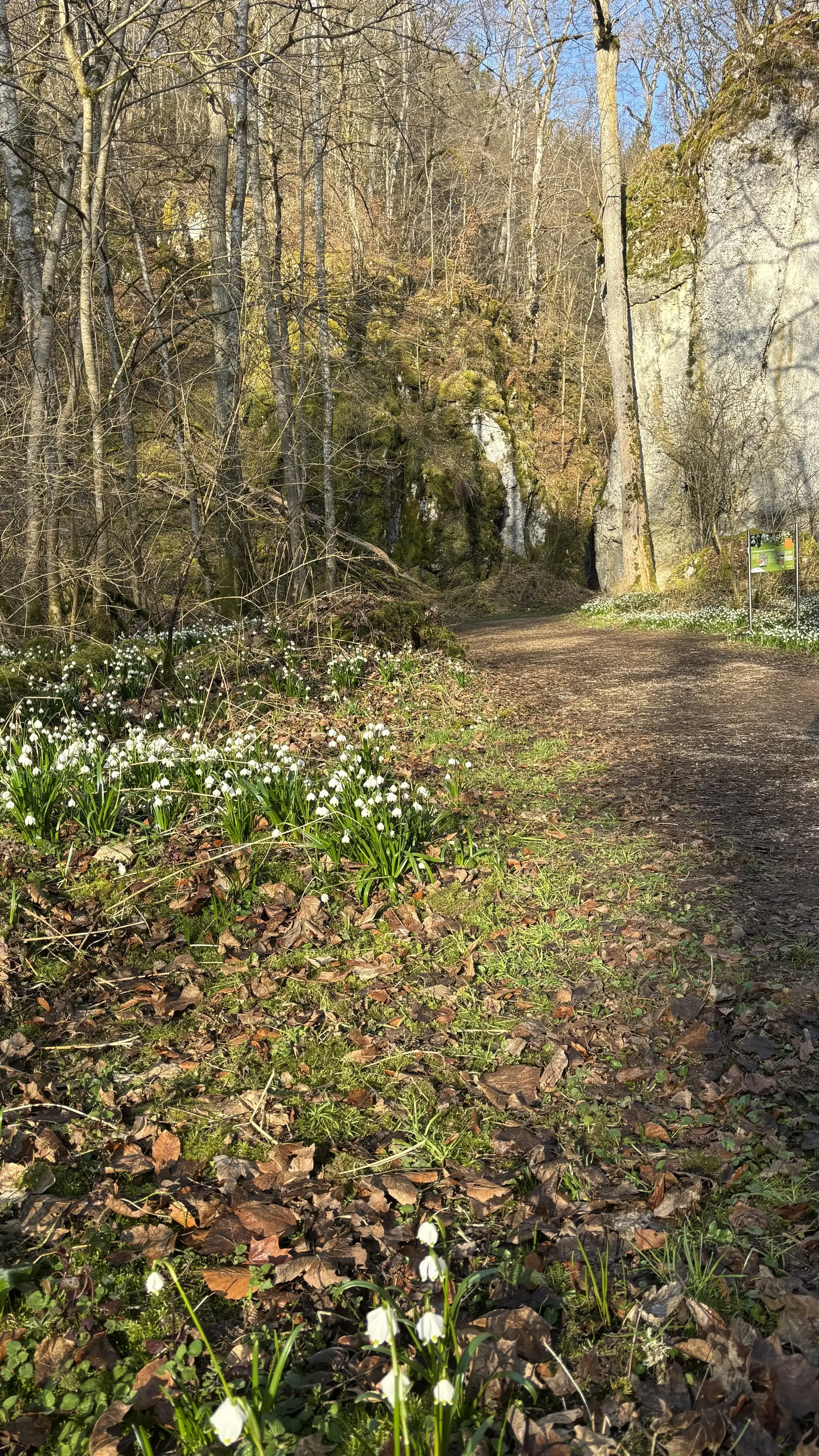 Waldweg mit blühenden Schneeglöckchen und kahlen Bäumen neben einer Felswand | © DAV-FN / A. Schech