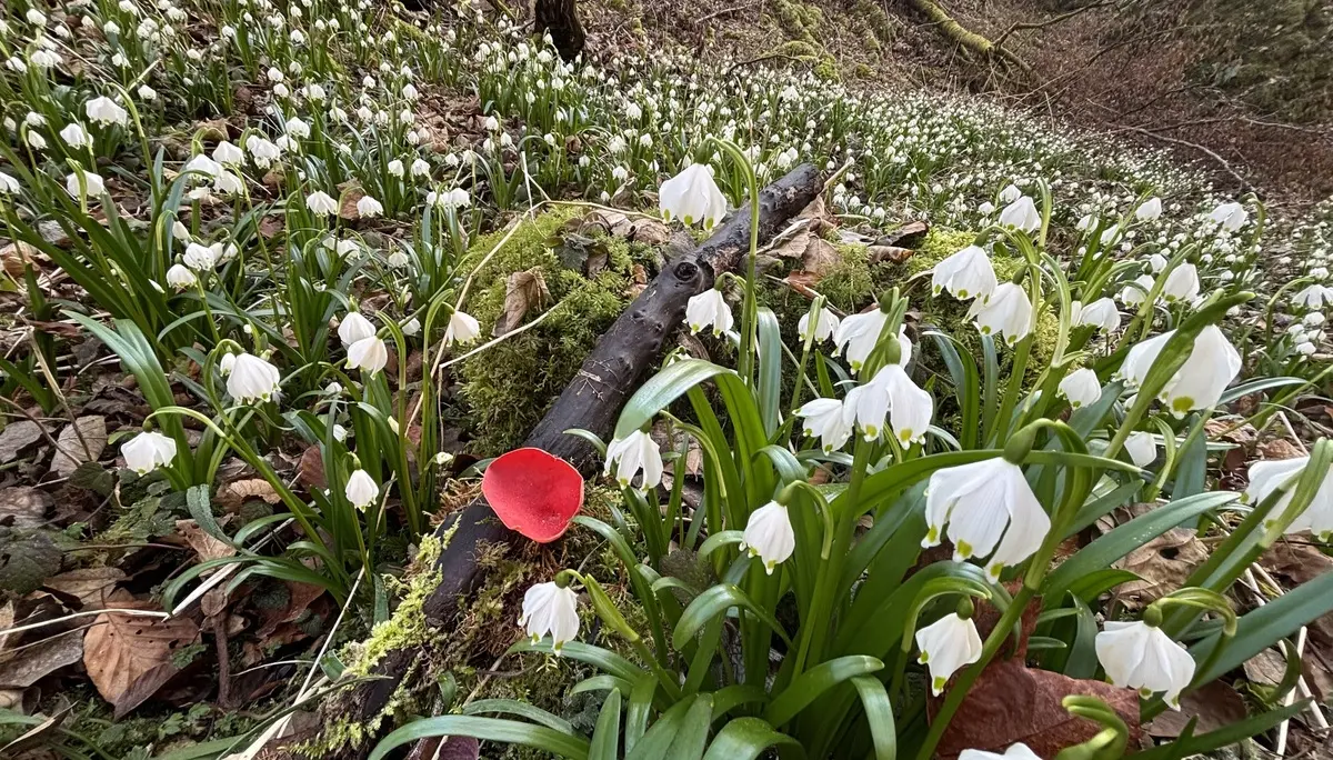 Waldboden mit vielen weißen Frühlingsblumen und einem moosbedeckten Ast, auf dem eine einzelne rote Blüte liegt | © DAV-FN / A. Schech