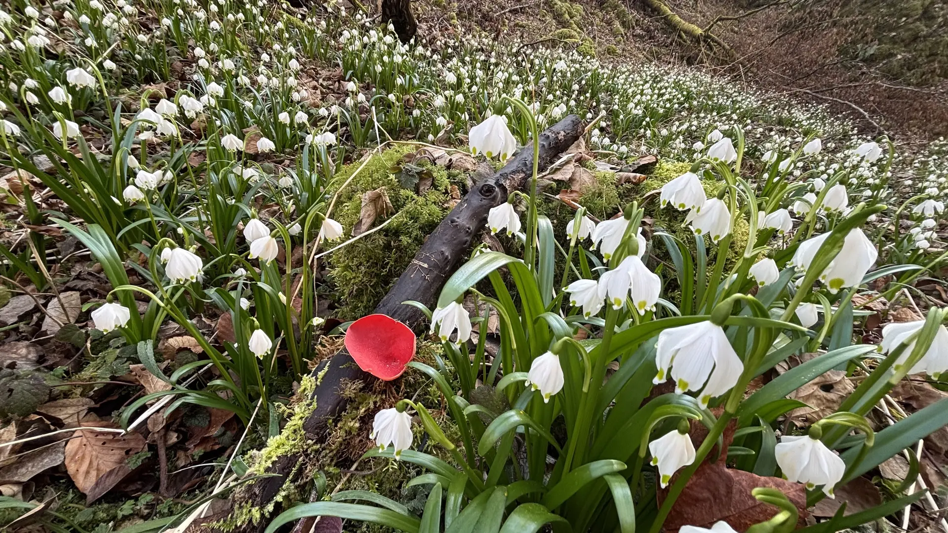 Waldboden mit vielen weißen Frühlingsblumen und einem moosbedeckten Ast, auf dem eine einzelne rote Blüte liegt | © DAV-FN / A. Schech