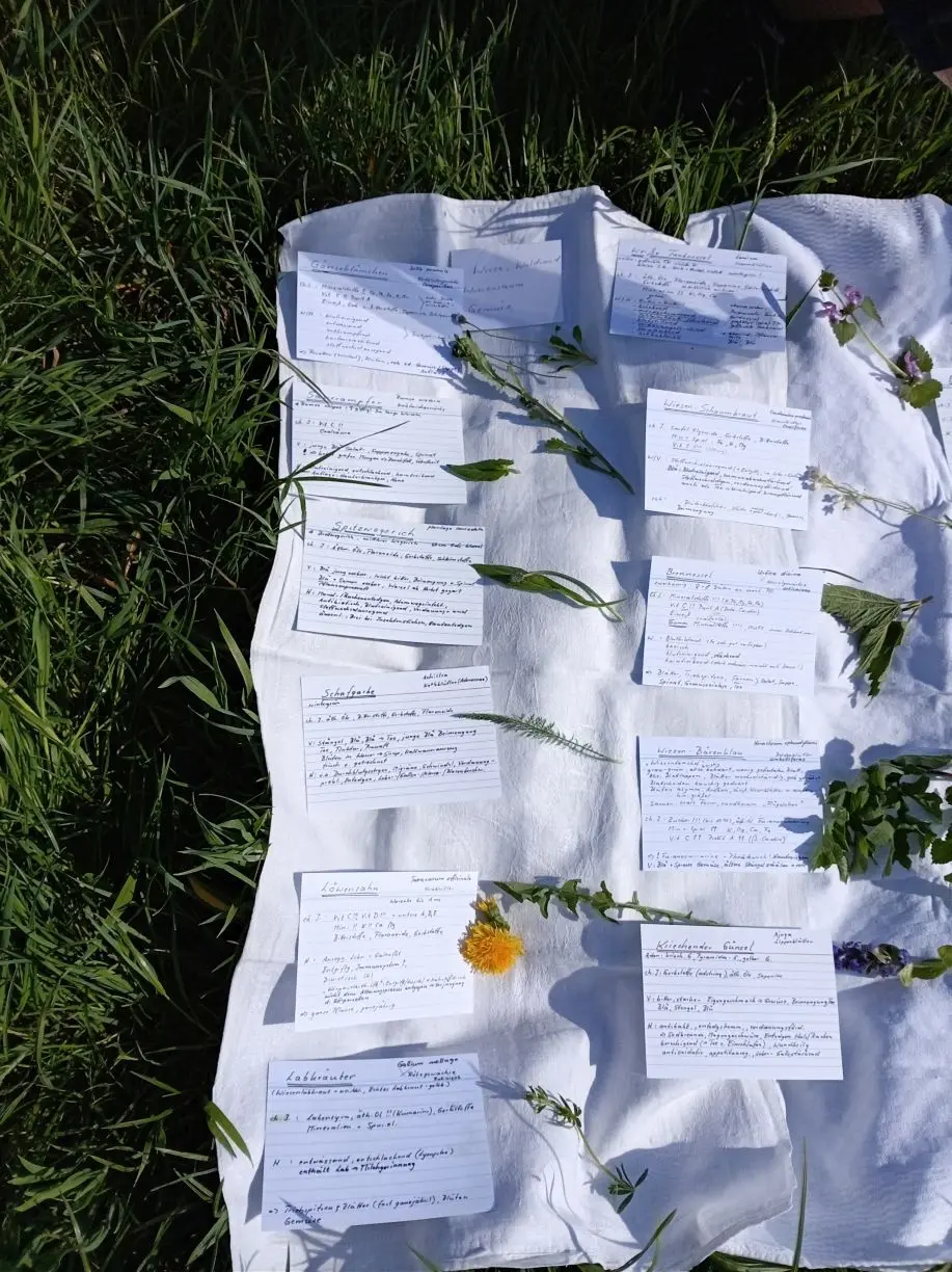 Weiße Stoffunterlage auf Gras mit mehreren handschriftlich beschriebenen Karteikarten und verschiedenen Wildblumen darauf verteilt | © DAV-FN / M. Otten