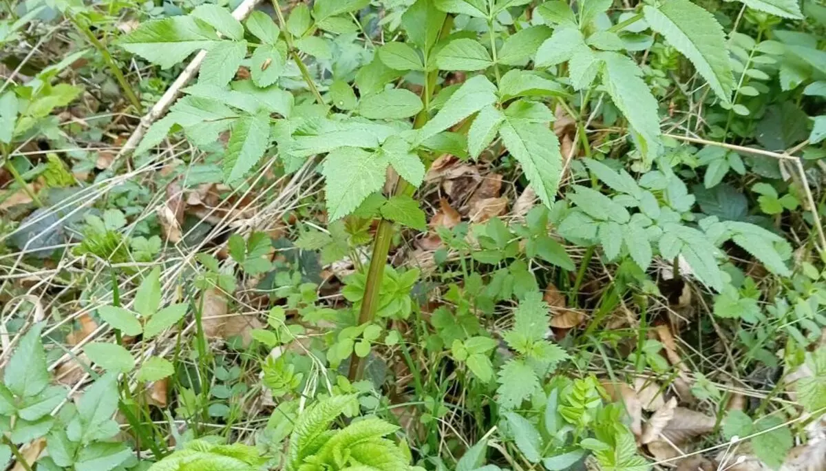 Wiesenbärenklau und Giersch mit vielen Blättern in einem Wald mit trockenem Laub auf dem Boden | © DAV-FN / M. Otten