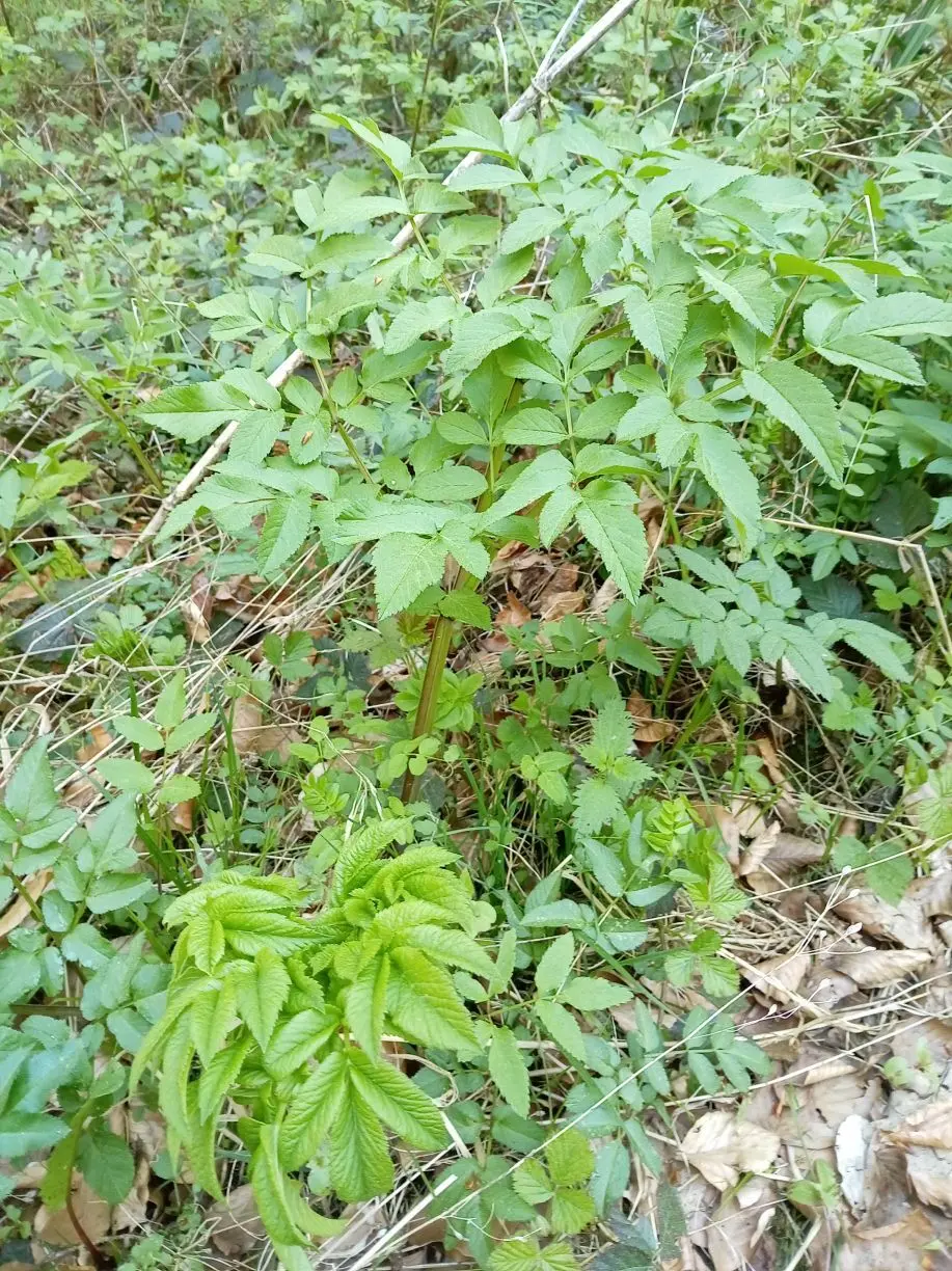 Wiesenbärenklau und Giersch mit vielen Blättern in einem Wald mit trockenem Laub auf dem Boden | © DAV-FN / M. Otten