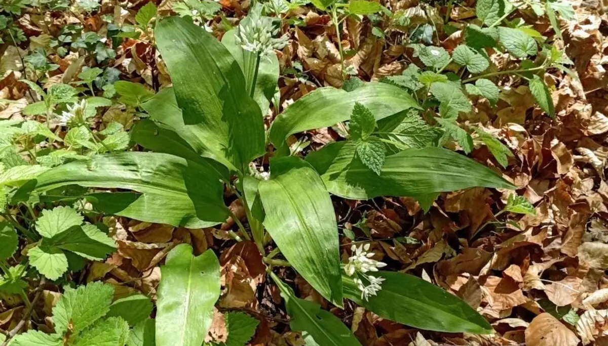 Gruppe grüner Pflanzen in der Mitte Bärlauch mit breiten Blättern auf Waldboden bedeckt mit braunen Herbstblättern | © DAV-FN / M. Otten